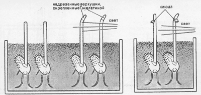 Опыт Бойсена-Йенсена с верхушками проростков, скрепленными желатиной (А) и слюдяными пластинками (Б)