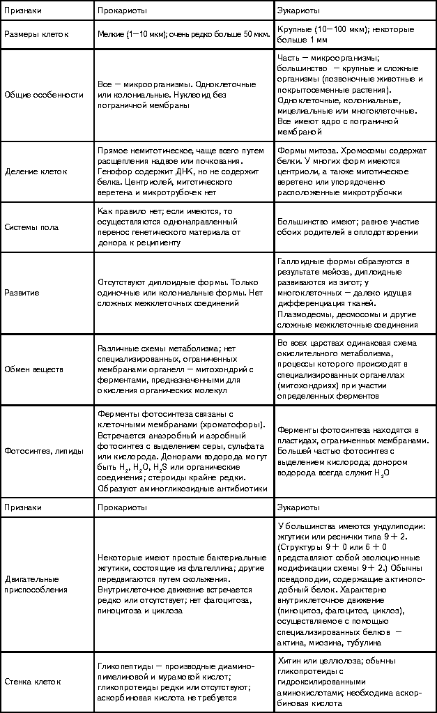 Сравнительная таблица прокариот и эукариот 10 класс. Сравнение прокариот и эукариот таблица. Отличия прокариот и эукариот таблица. Основные различия прокариот и эукариот таблица. Основные отличия прокариот от эукариот таблица.