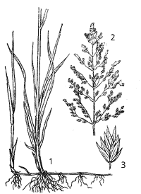 Мятлик луговой: 1 - корневище с побегами; 2 - метелка с соцветиями; 3 - колосок