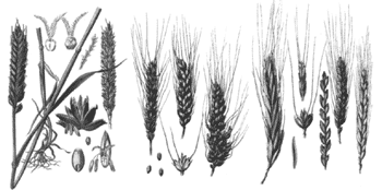 Разные сорта пшеницы