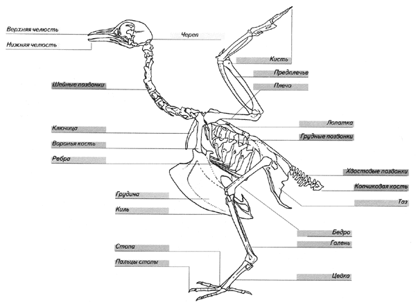 Изучение особенностей строения скелета птиц. Внешнее строение Фламинго. Внутреннее строение пеликана. Внешнее строение аиста. Строение скелета птицы.