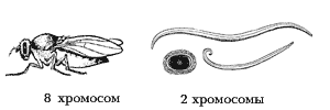 Хромосомные наборы дрозофилы и аскариды