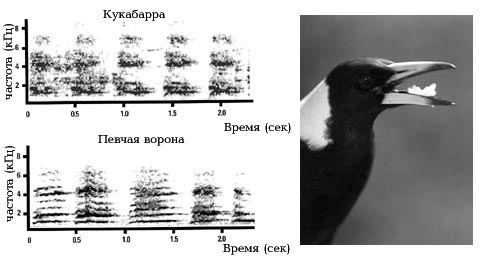 Сонограммы птиц