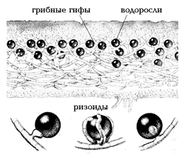 Формы соединения водорослей с гифами гриба