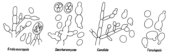 Образование мицелия и почкование у дрожжей