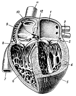 Строение сердца человека
