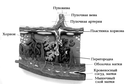 Строение плаценты