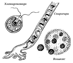 Зеленые водоросли