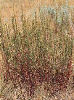 Artemisia dracunculus