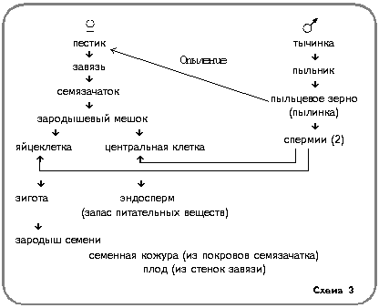 Схема 3