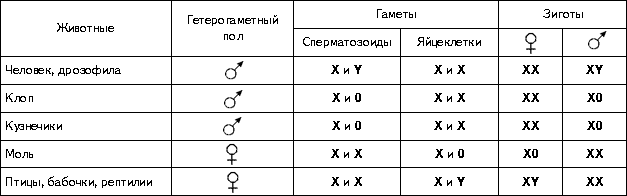 Количество хромосом речного рака. Половые хромосомы у животных. Типы соотношения половых хромосом таблица.