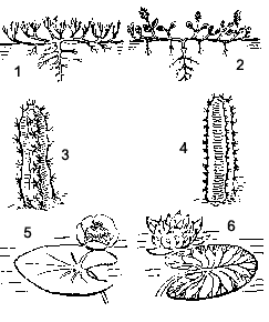 Рис. 4. Жизненные формы растений