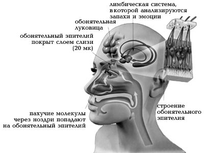 Влияние запахов на эмоции человека проект