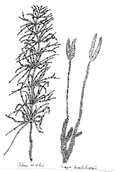 Рис. 9. Хвощ и плаун. 6-й класс, тема «Споровые растения». Тушь, белая бумага, с гербария