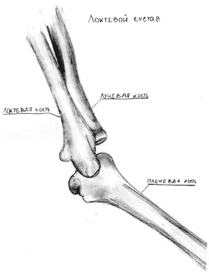 Локтевой сустав рисунок