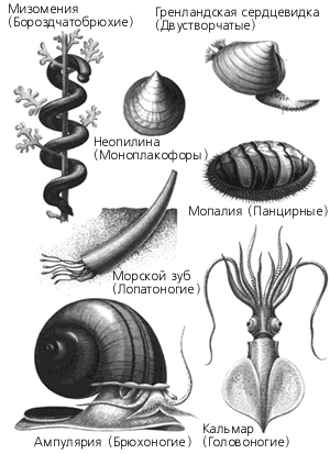 Представители моллюсков и членистоногих рисунок егэ