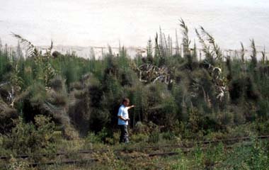 Equisetum giganteum