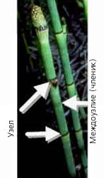 Рис. 2. Строение стебля хвощей