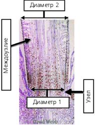 Рис. 6. Вставочный рост меристемы междоузлий