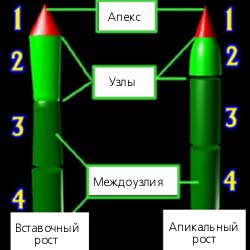 Рис. 7. Модель, демонстрирующая различия апикального и интеркалярного роста