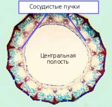 Рис. 8. Анатомическое строение междоузлия