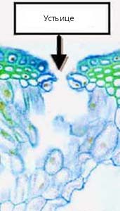 Рис. 10. Устьице на поперечном срезе эпидермиса