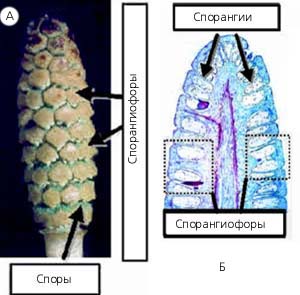 Рис. 13. Зрелый стробил хвоща: А – внешний вид; Б – продольный разрез