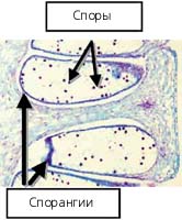 Рис. 14. Строение спорангиев