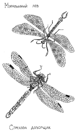 Рис. 2. «Стрекоза и муравьиный лев». 7-й класс, тема «Отряды насекомых». Тушь, перо по карандашу, с атласа
