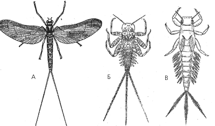 Поденки: А – взрослая; Б, В – личинки