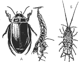 А – плавунец широкий и его личинка; Б – самка водяного ослика с выводковой камерой