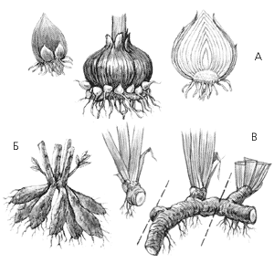 Размножение луковицами рисунок