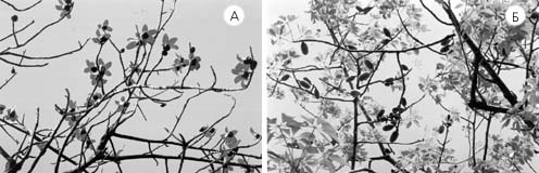 А – цветение; Б – плодоношение бомбакса