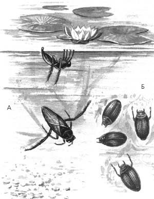 А – клоп гладыш обыкновенный; Б – жук вертячка дневная