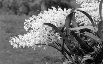 Орхидея Dendrobium speciosum, раскрывающая цветы только ночью