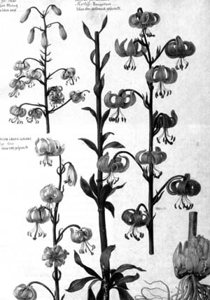 Lilium martagon, старинный рисунок