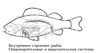 Рис. 18