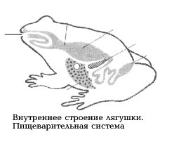 Рис. 19