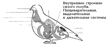 Рис. 20