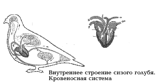 Рис. 24