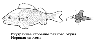 Рис. 26