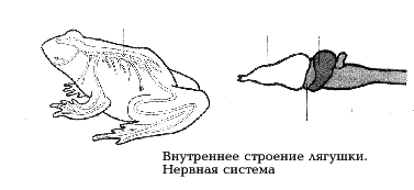 Рис. 27