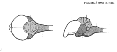 Рис. 28