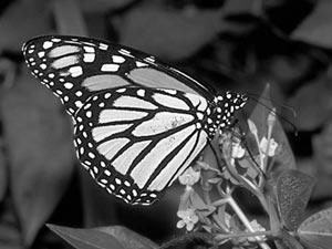 Монарх (Danaus plexippus)