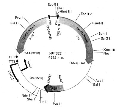 Рестрикционная карта плазмиды pBR 322