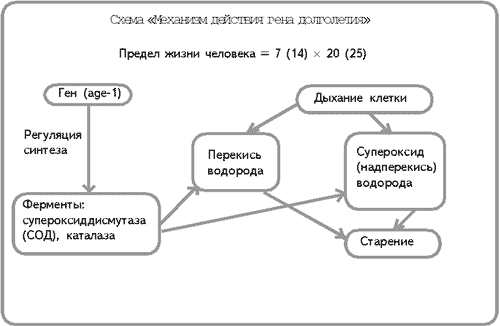 Схема «Механизм действия гена долголетия»