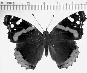 Адмирал (Vanessa atalanta)