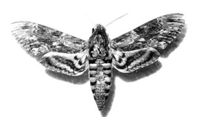 Acherontia atropos