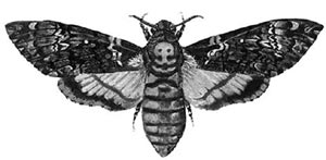 Agrius convolvuli