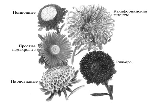 Некоторые сортотипы астры однолетней